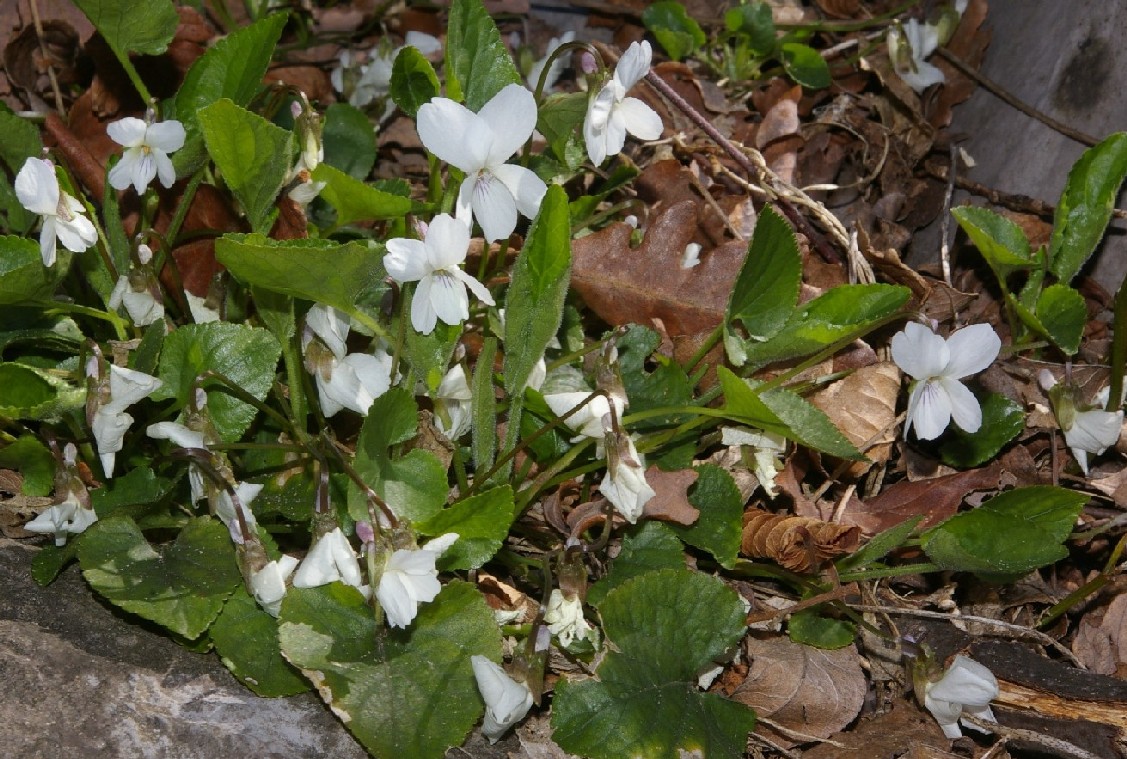 Viola